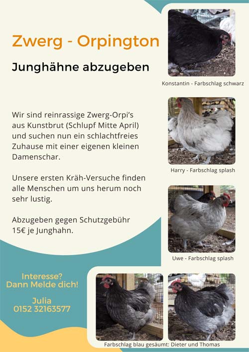 Orpington Junghähne